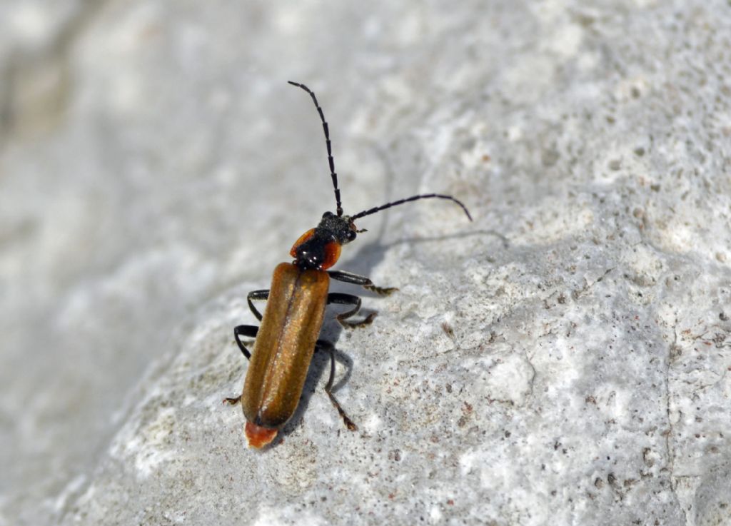 Cantharis quadripunctata, Cantharidae